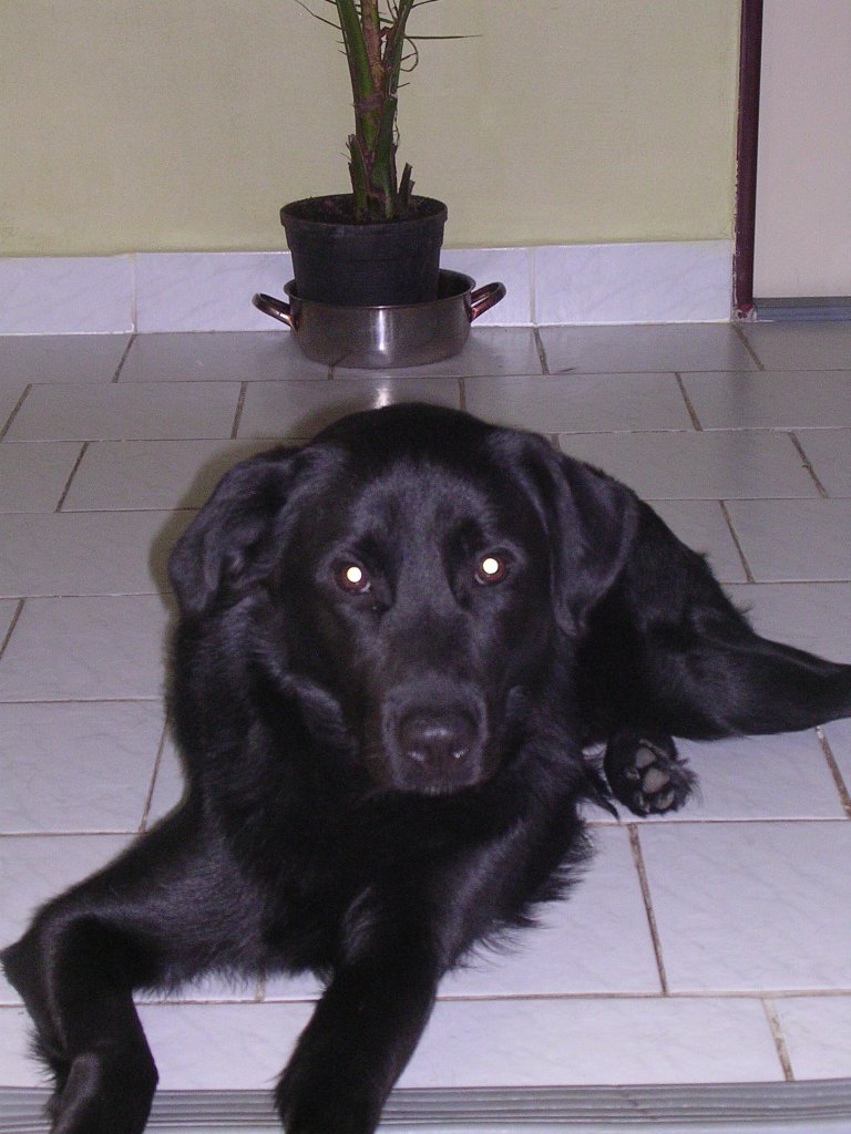 censik